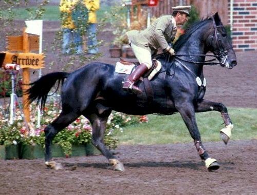 Italian Olympic Showjumper Raimondo D`Inzeo